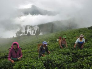 darjeeling